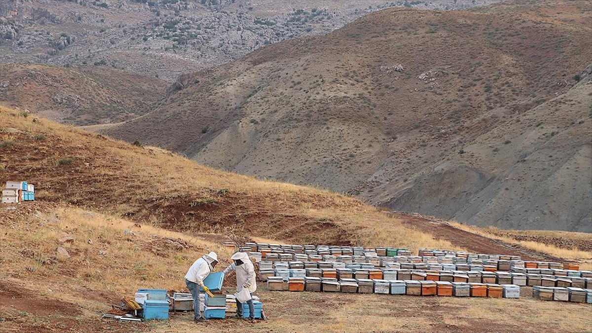 2047 rakımlı Çemikari Yaylası'nda üretilen tescilli balda hasat başladı