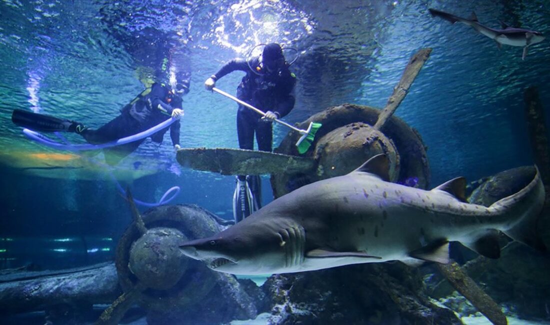 Antalya'da binlerce deniz canlısına