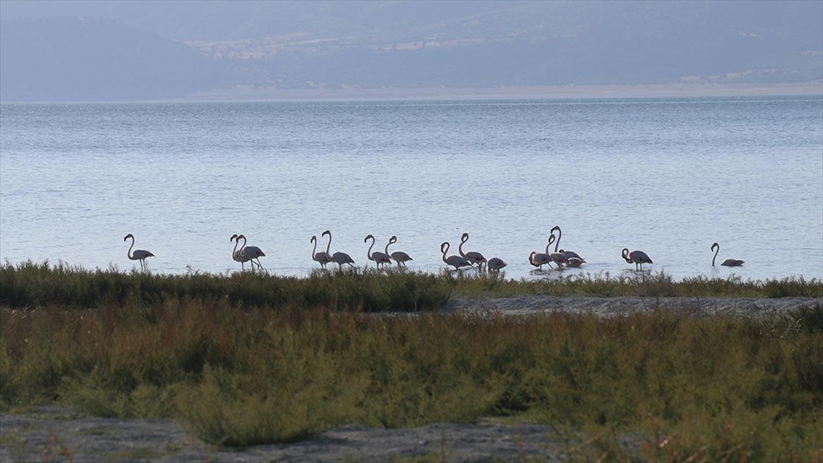 Burdur Gölü'nde beslenen flamingolar görüntülendi