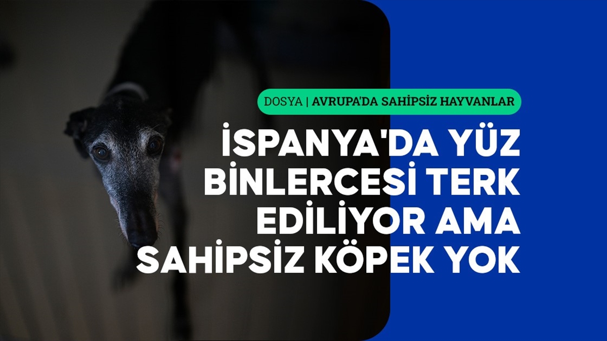 İspanya'da yüz binlercesi terk ediliyor ama sokakta sahipsiz köpek yok