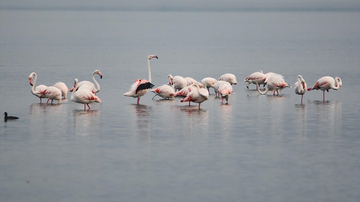 İzmit Körfezi flamingoları ağırlıyor