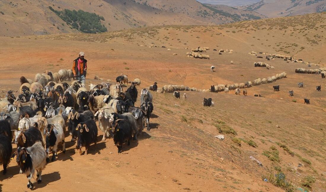 Muş'ta yaz boyunca yaylalarda