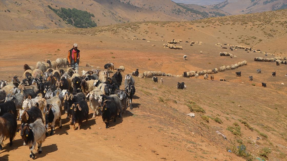 Muş'taki yaylalarda konaklayan göçerler dönüş için hazırlıklara başladı