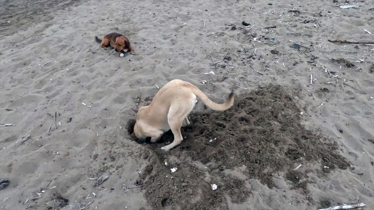 Sahipsiz köpekler sahillerde caretta caretta yavruları için de tehlike oluşturuyor