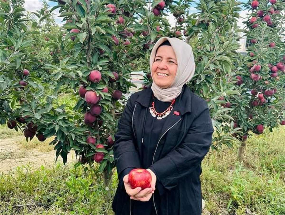 Elmalı'da elma hasadı başladı