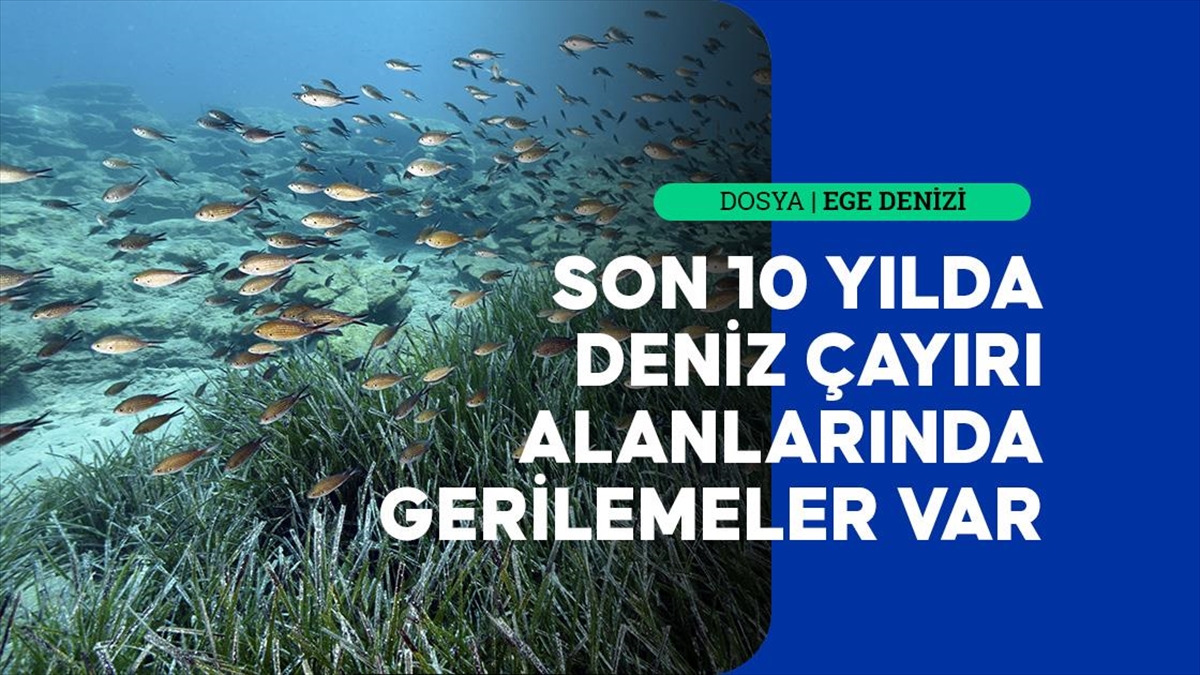 İstilacı türler Ege'nin deniz çayırlarının azalmasına neden oluyor