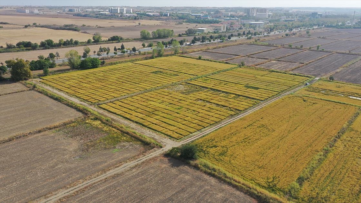 Trakya Tarımsal Araştırma Enstitüsü 195 tohum çeşidini tarıma kazandırdı