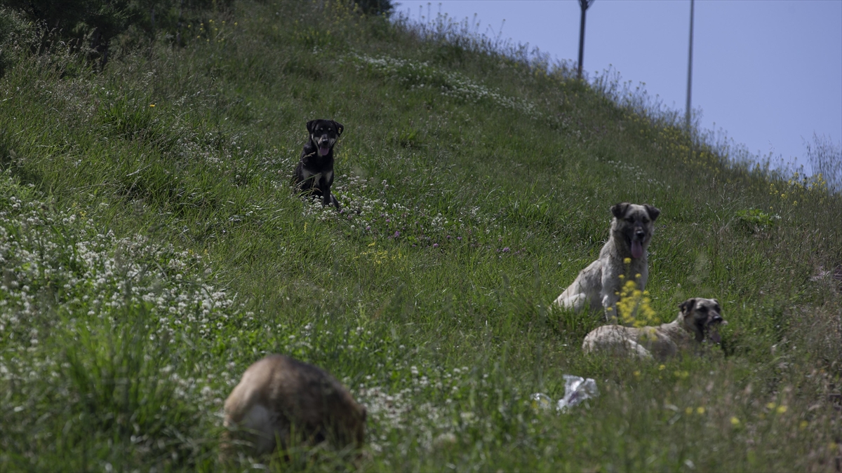 Vatandaşlar TBMM'ye en çok sahipsiz köpeklerden dert yandı