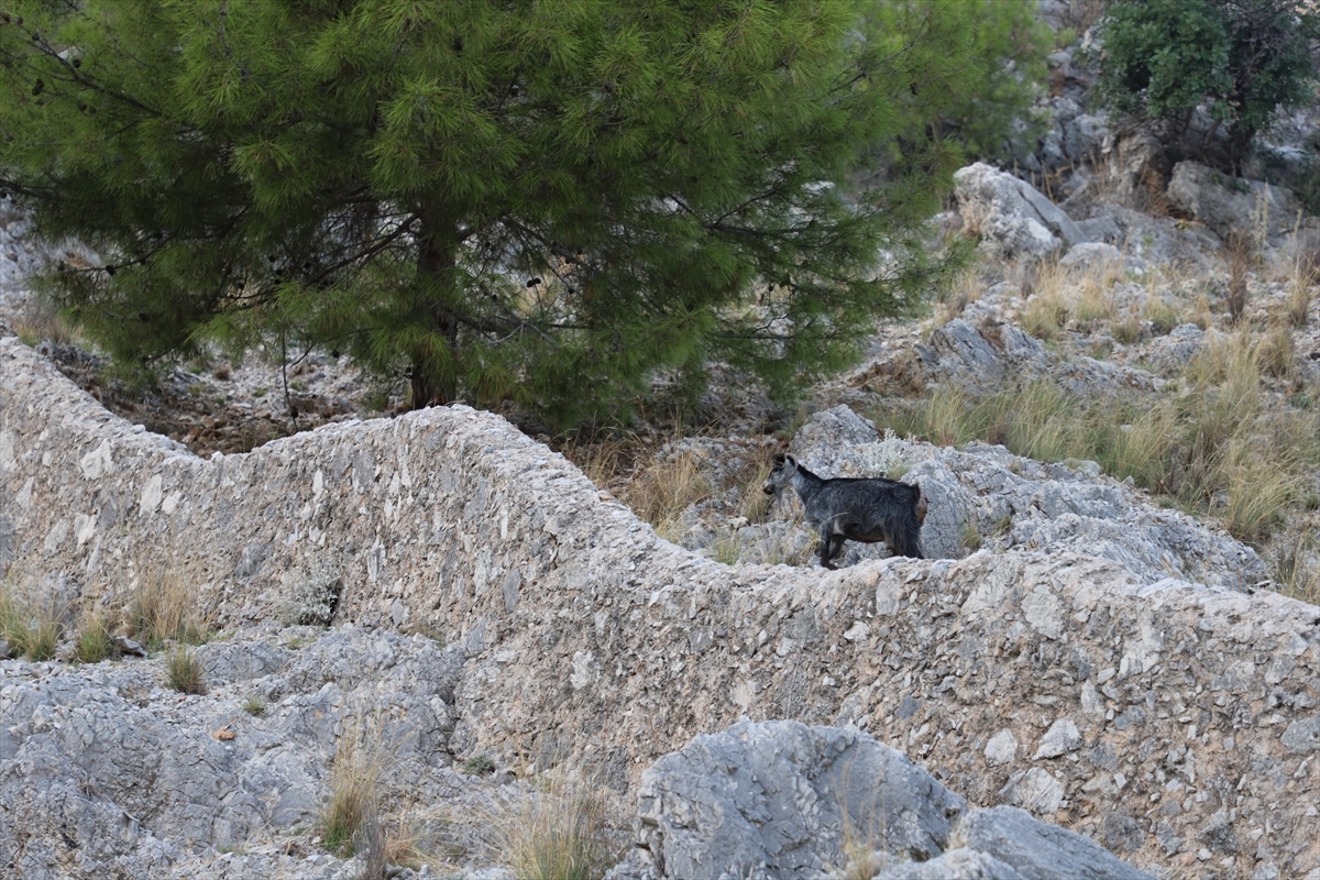 Alanya'da tedavisi tamamlanan dağ keçisi doğal ortamına bırakıldı