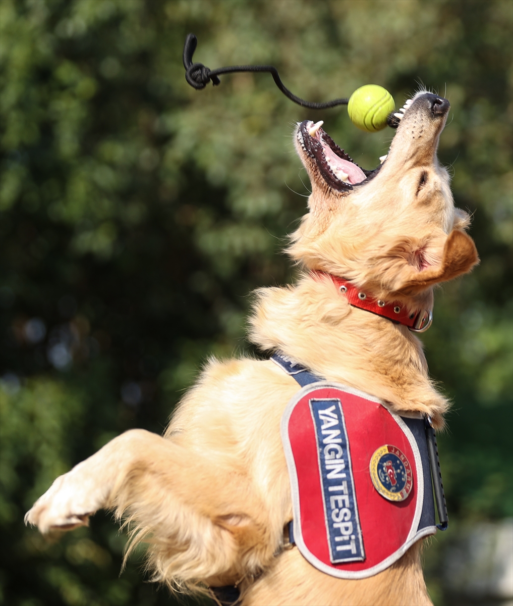 Özel eğitimli köpek “Şans”a yangınlarda büyük görev düşüyor