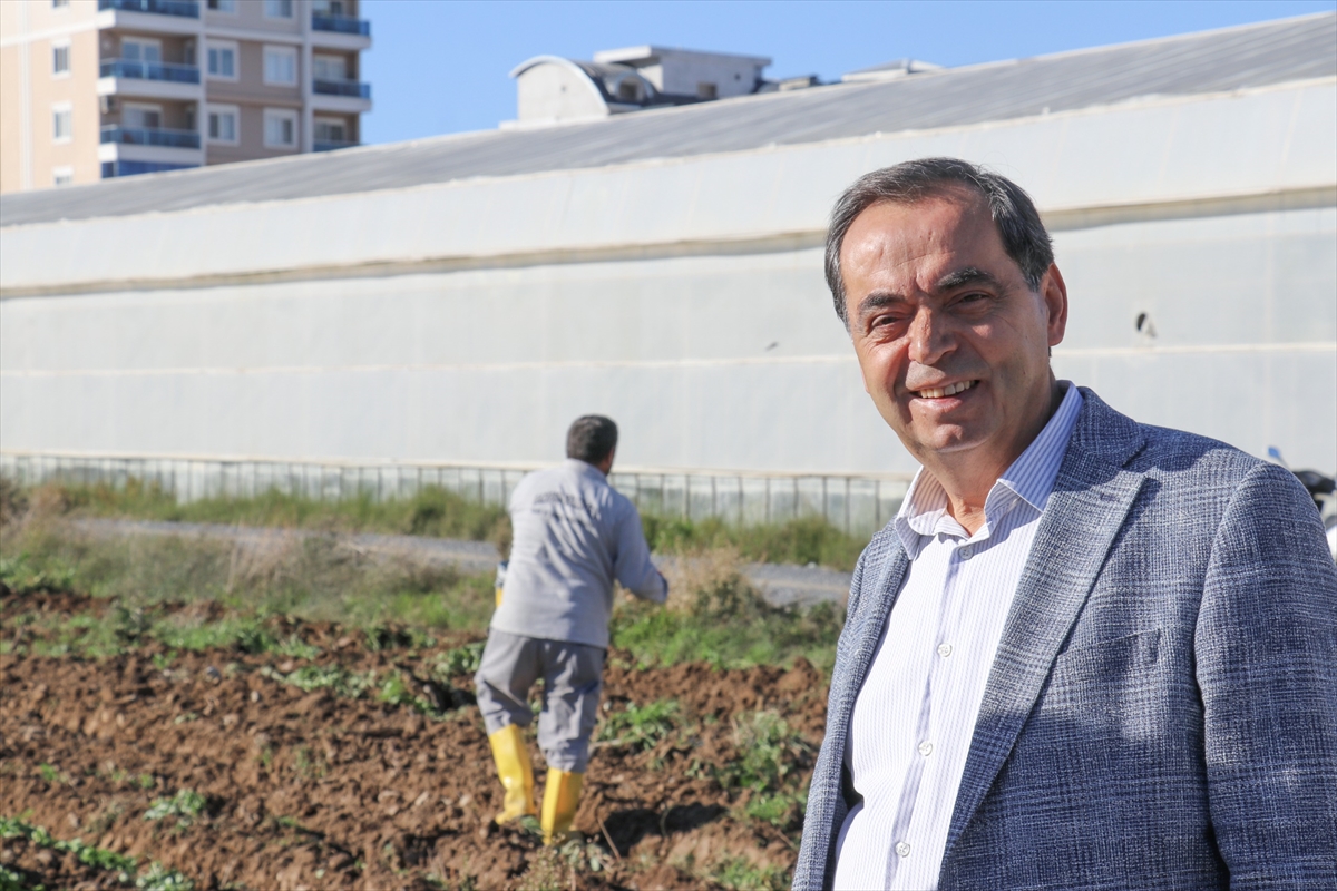 Gazipaşa'da karakılçık buğdayı toprakla buluşturuldu