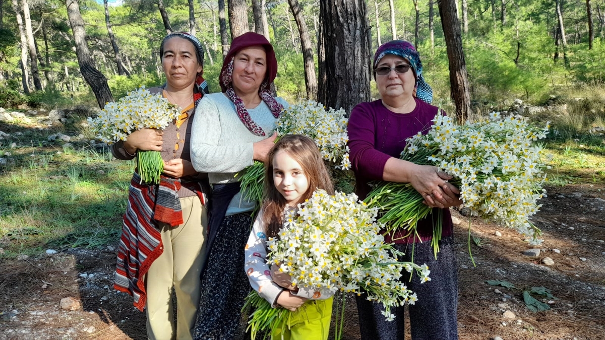 Kumluca'nın Gelidonya bölgesini nergis kokusu sardı