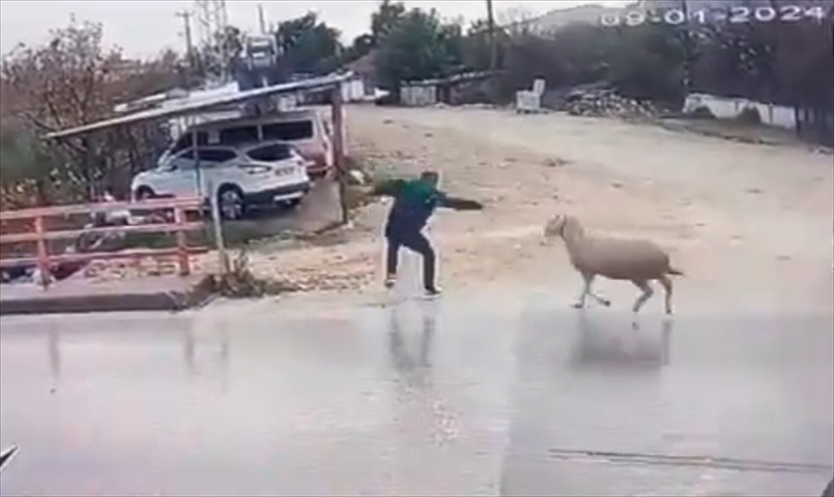 Antalya'da koçun yayayı boynuz darbesiyle düşürmesi güvenlik kamerasında