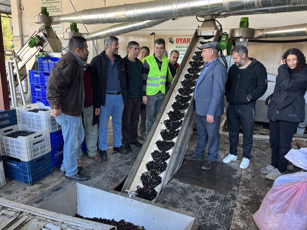 Kumluca'da ziraat odasının fabrikasında 320 ton zeytinyağı elde edildi