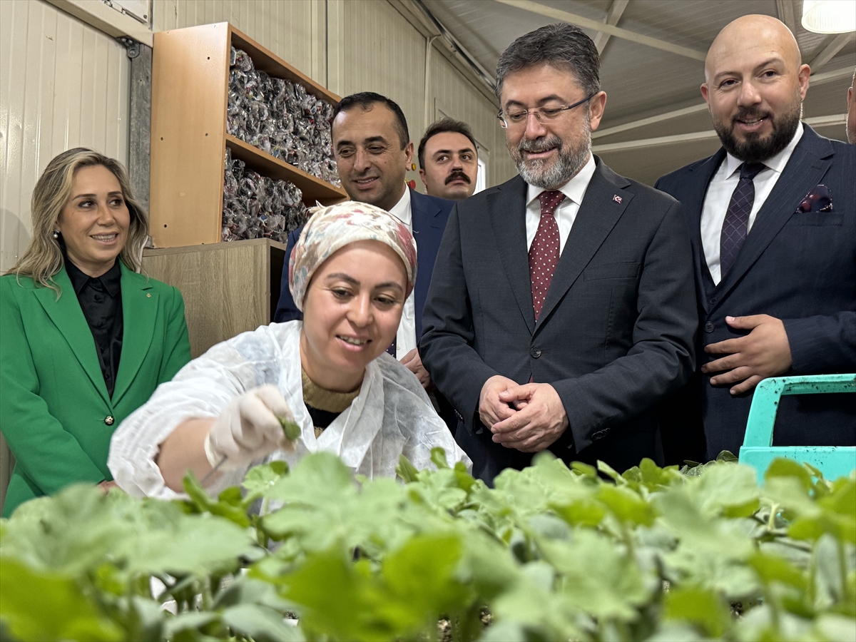 Tarım ve Orman Bakanı Yumaklı, Antalya'da sera gezdi