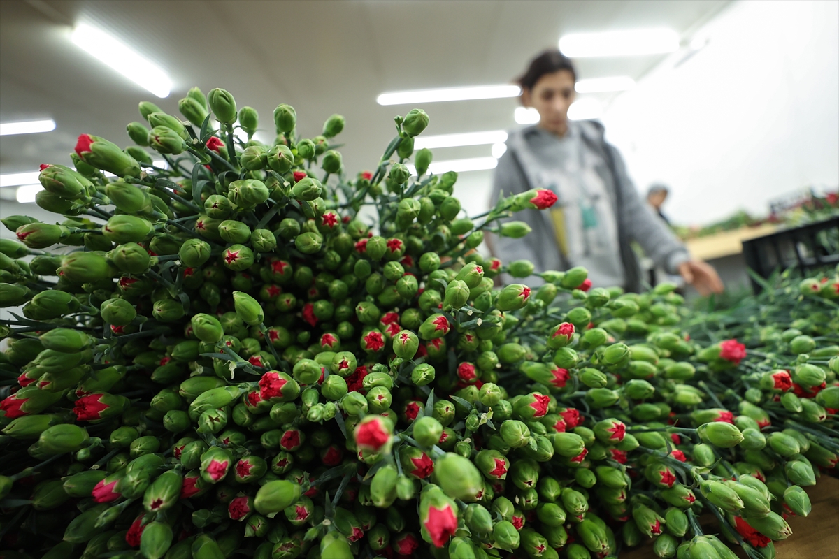 Çiçek üreticileri Hatay'a ücretsiz 100 bin karanfil gönderdi