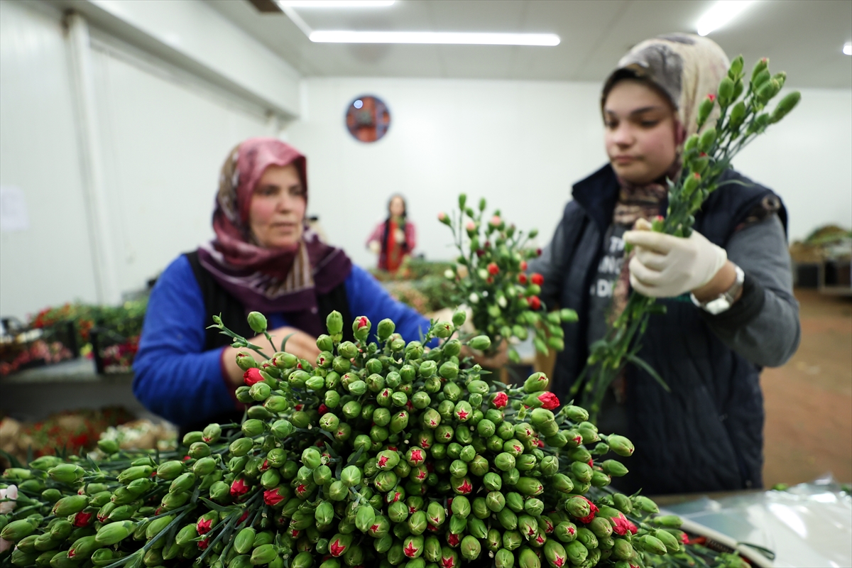 Dünyadaki sevgililere 70 milyon dal Türk çiçeği