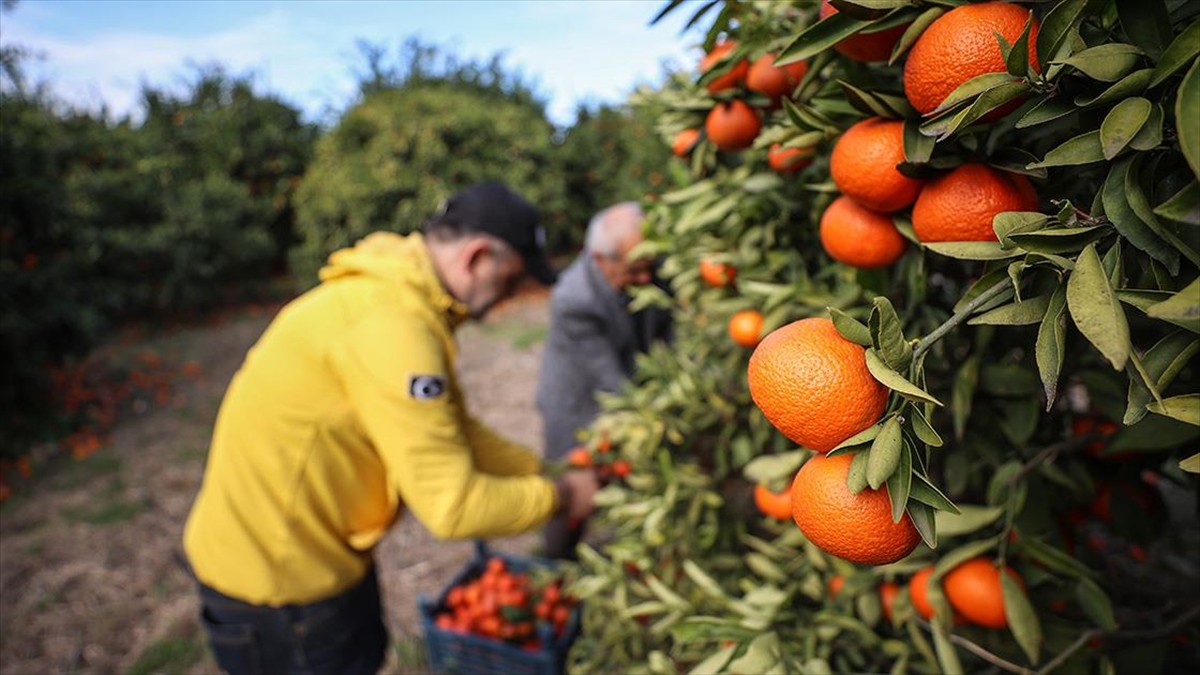 Hatay'da gönüllülerin dalında satın alıp topladığı meyveler depremzedelere ulaştırılıyor