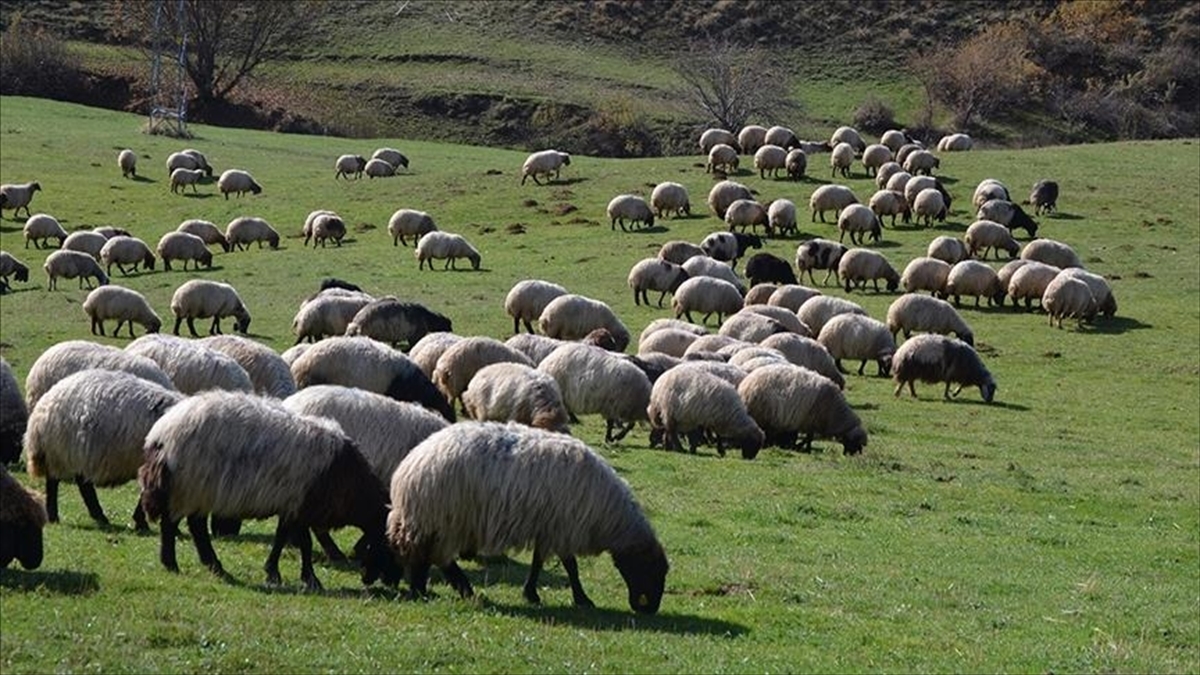 Hayvancılıkta 5 yıllık yol haritası yarın açıklanacak