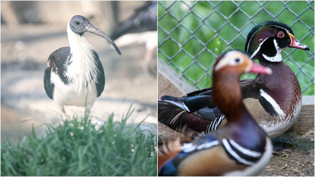 Saman boyunlu ibis kuşu ve mandarin ördeği Bursa’daki hayvanat bahçesinde korunuyor