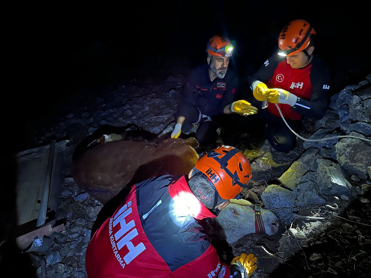 Alanya'da uçuruma yuvarlanan dana 10 saatlik uğraş sonunda kurtarıldı