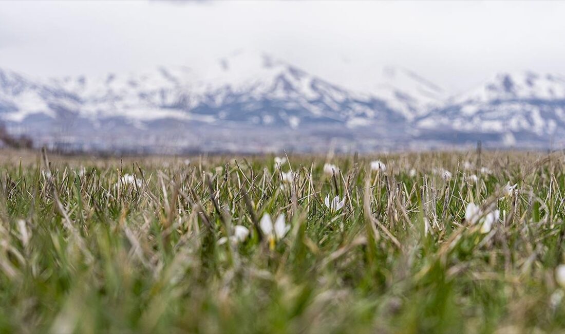 Erzurum'da, havaların ısınmasıyla doğa