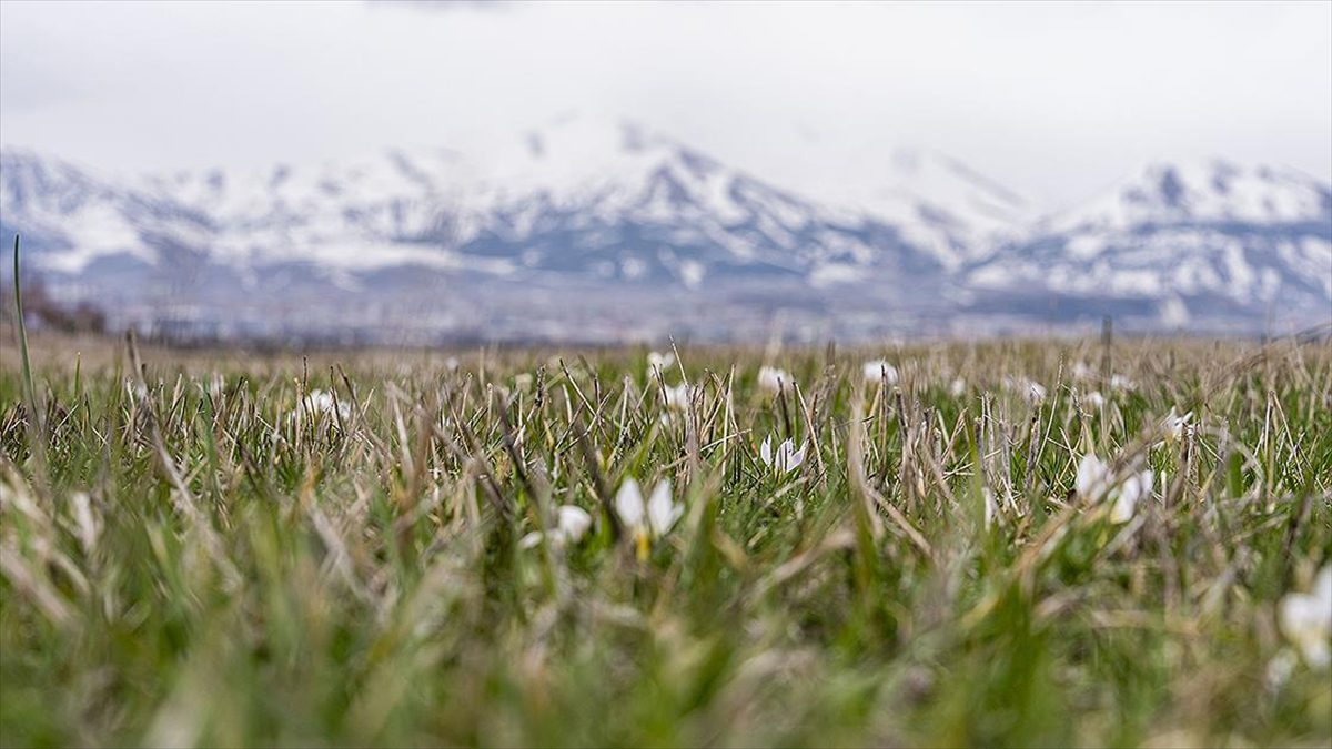 Erzurum'da baharın müjdecisi kardelenler açmaya başladı