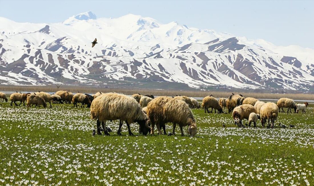 Hakkari'nin Yüksekova ilçesinde besiciler,