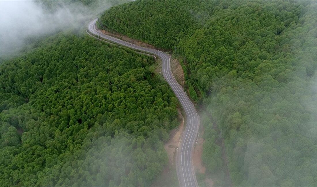 Trakya'nın Karadeniz kıyılarındaki, meşe