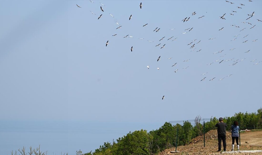 Tekirdağ'da pelikanlar göç ederken