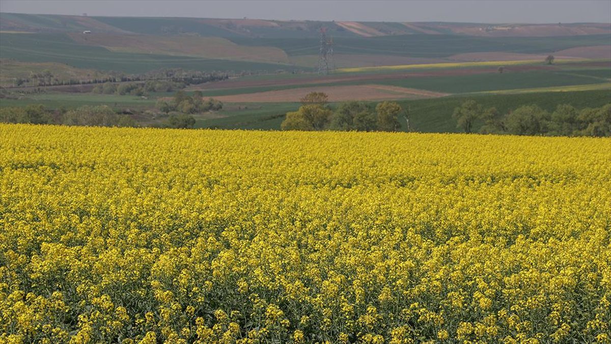 Tekirdağ'ın sarı kanola tarlaları fotoğraf çektirmek isteyenleri ağırlıyor