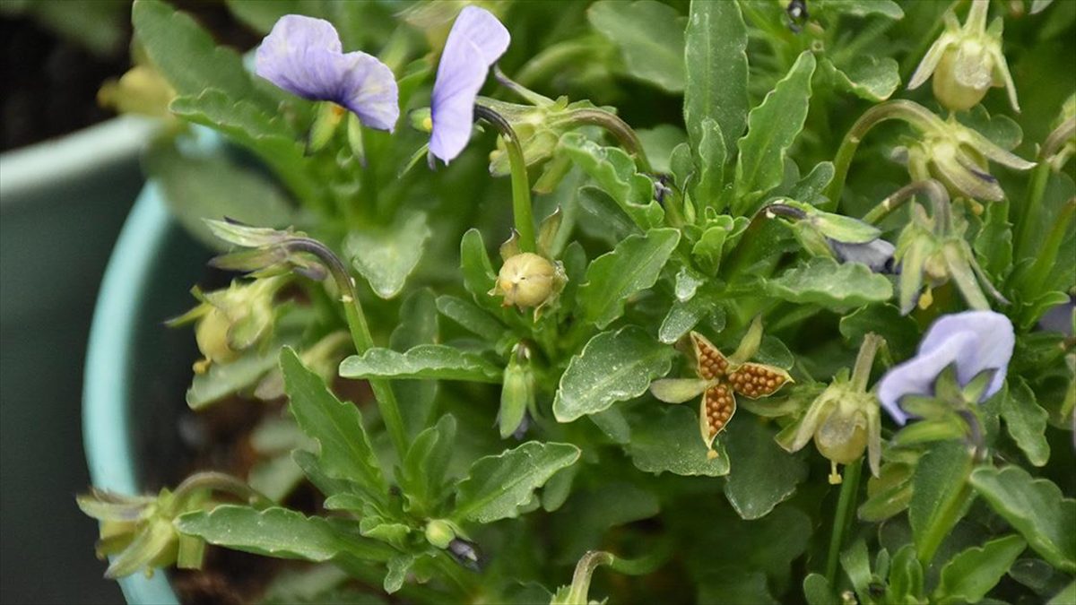 Uludağ'ın eteklerinde kadınların ürettiği tohumlar Japonya'da çiçek açıyor