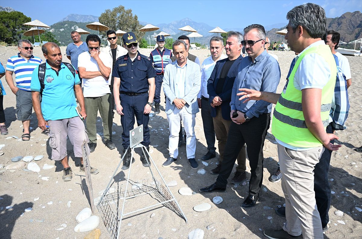 Antalya'nın Çıralı sahilinde caretta carettalar yumurta bırakmaya başladı