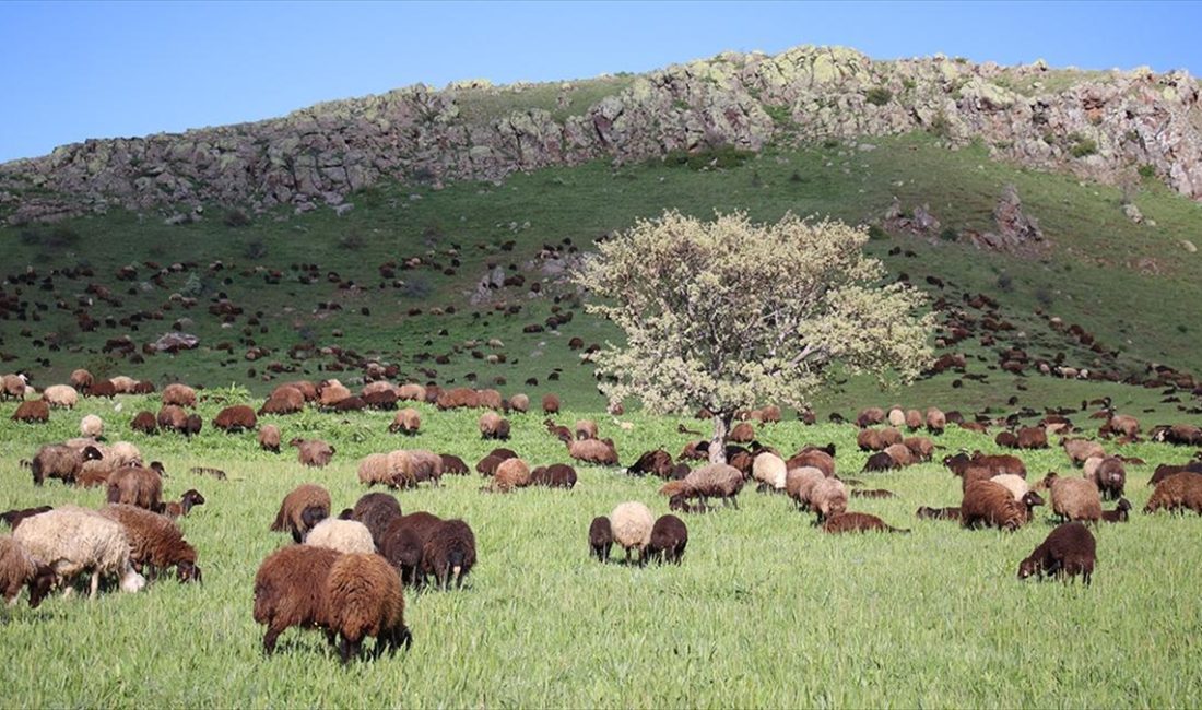 AĞRI (AA) – Doğu