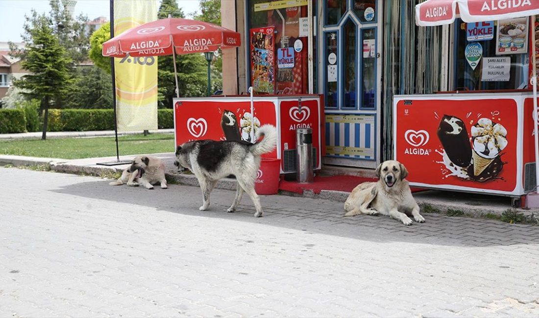 Eskişehir'in Odunpazarı ilçesinde son