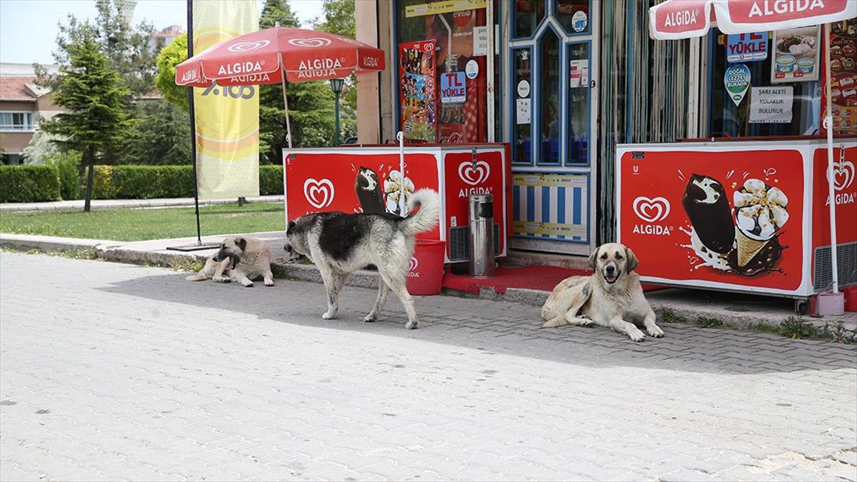 Eskişehir’in Odunpazarı ilçesinde sahipsiz köpekler mahalleliyi tedirgin ediyor