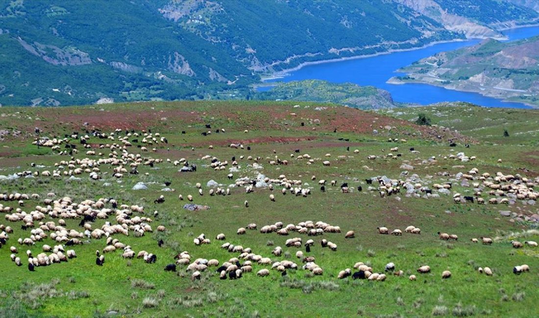 Kışın havanın sıcak olduğu