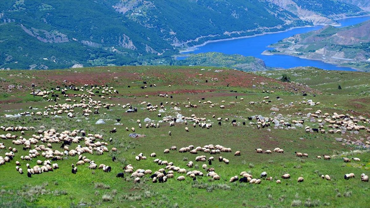 Göçerlerin çevre illerden Muş’taki yaylalara yolculuğu sürüyor