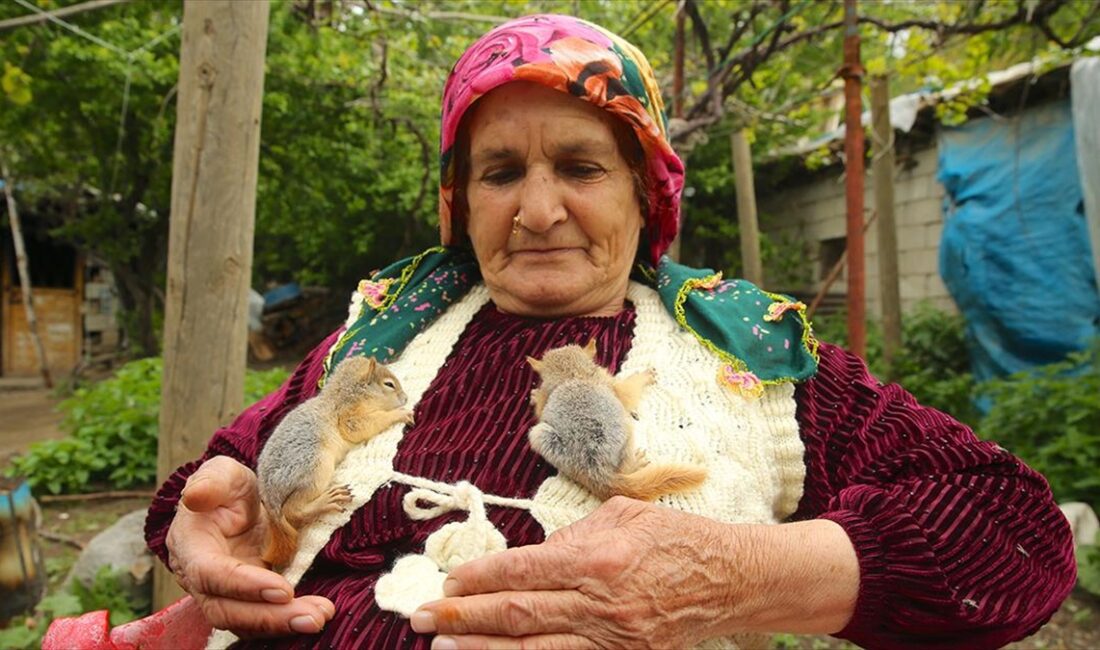 Hakkari'nin Durankaya beldesinde Ayva