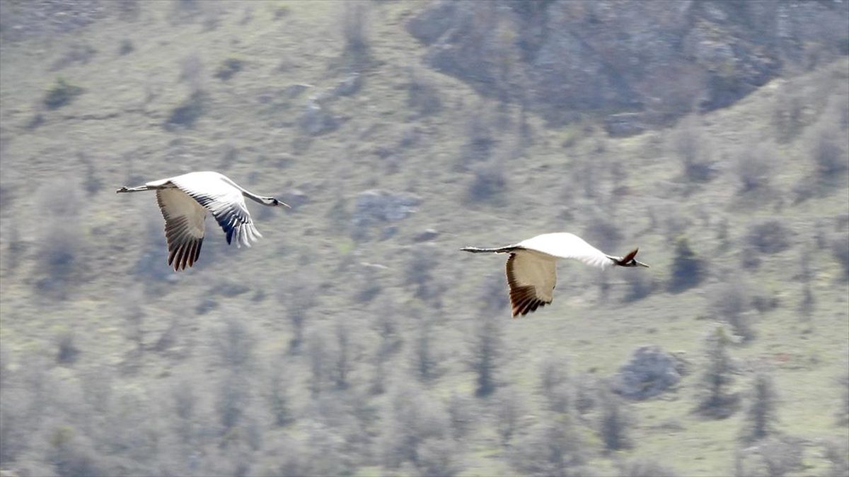 Turnalar Giresun’da görüntülendi