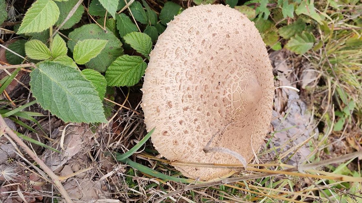 Uzmanından yabani mantarlar konusunda tavsiyeler