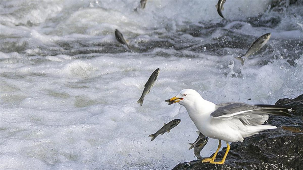 Van Gölü’nde yaşayan inci kefallerinin tatlı sulara göçü devam ediyor