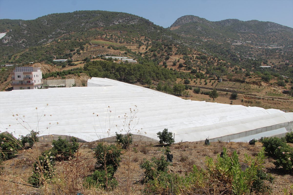 Alanya'da tropikal meyve üreticileri aşırı sıcakla mücadele ediyor