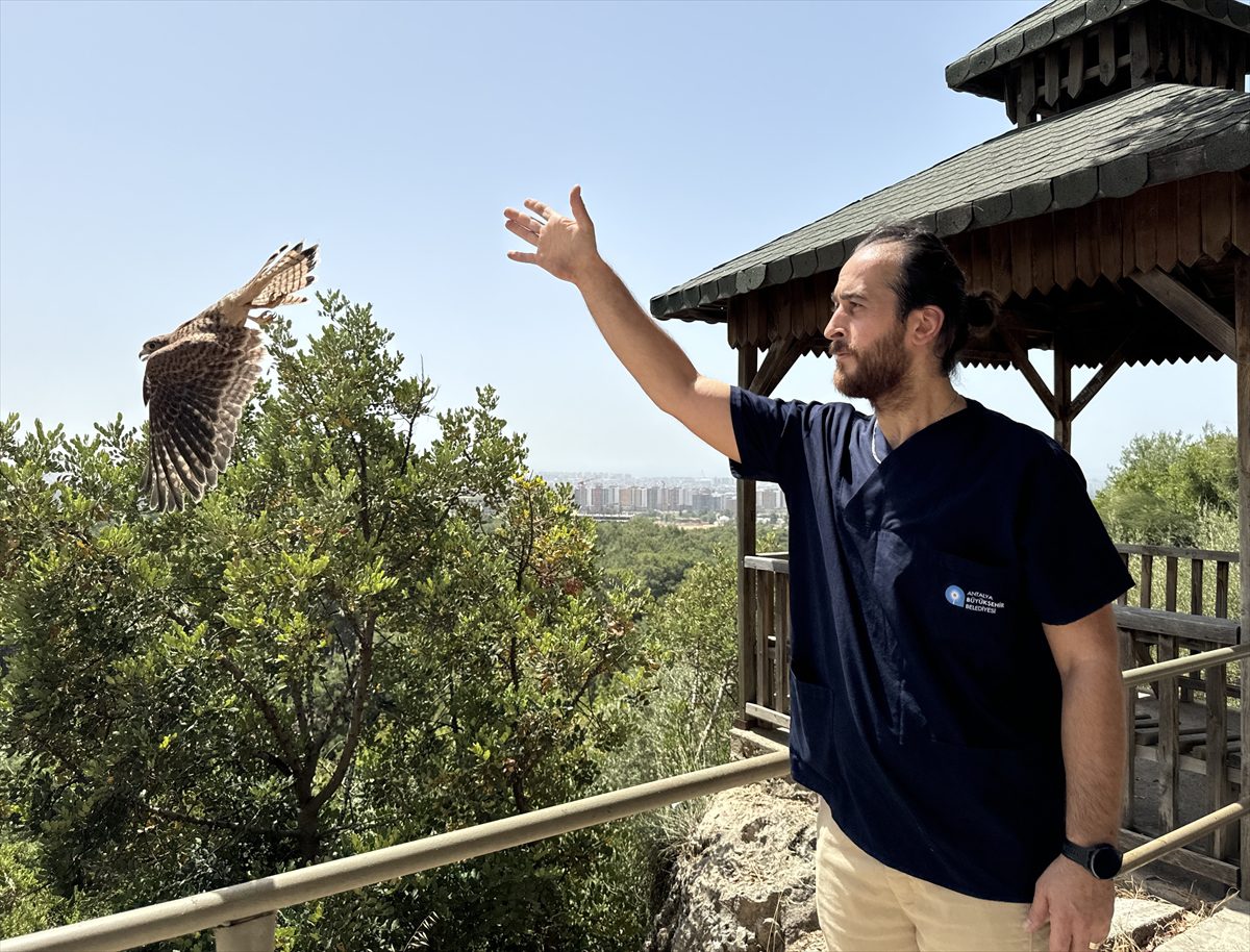 Antalya'da doğal yaşam parkına getirilen 7 kerkenez doğaya salındı