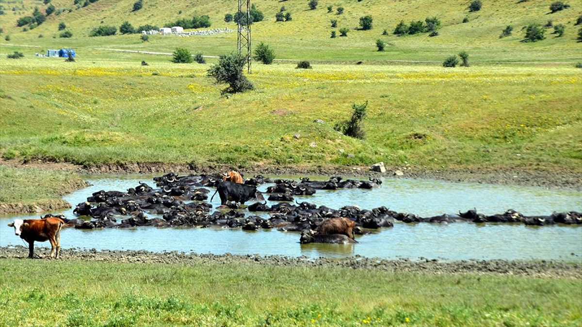 Muş’ta çobanlar sıcaktan bunalan mandaları nehir, gölet ve sulama kanallarında serinletiyor