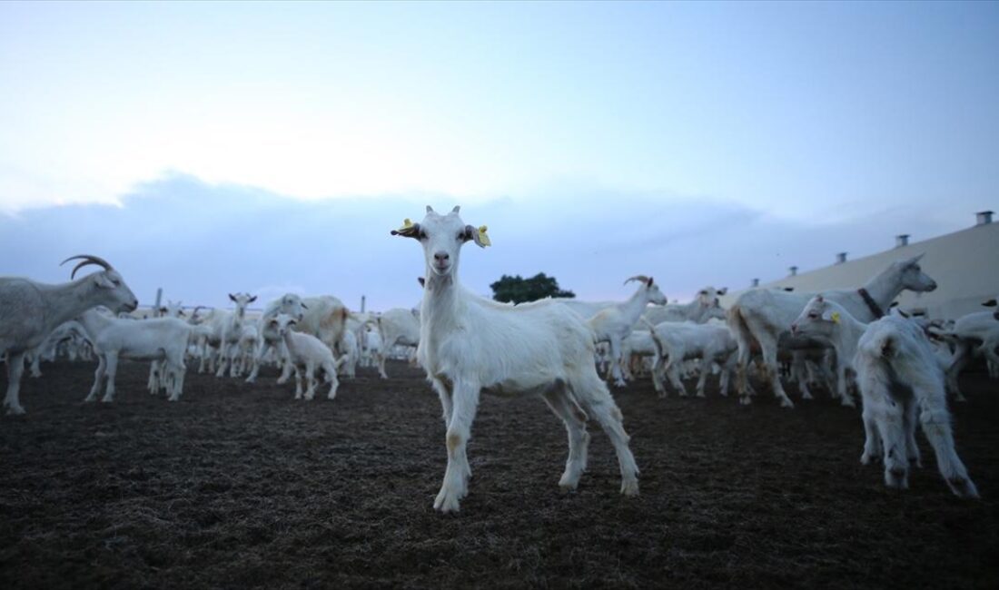 Kırklareli'nde besin kaynağının karşılanması