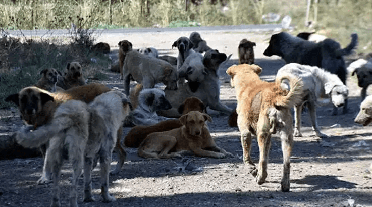 İnsanlar Sokağa Çıkmasın.