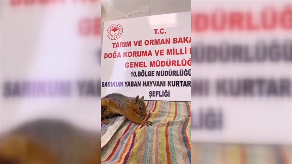 Sinop’ta sincap yavrusu havuçla beslenerek sağlığına kavuşturuluyor