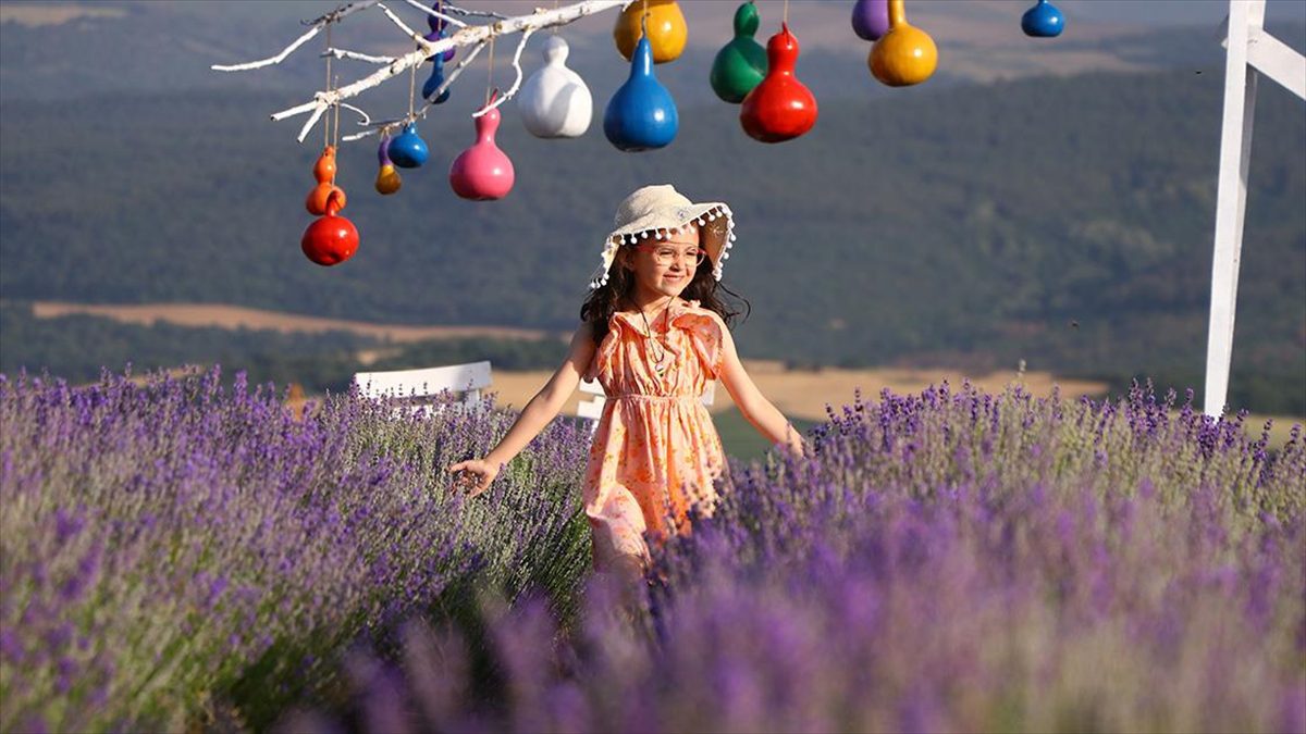 Tekirdağ'ın mor tarlalarında foto safari