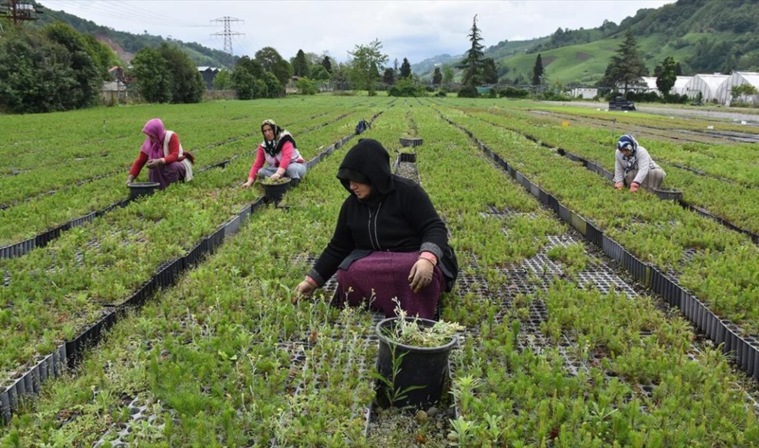 Trabzon Orman Bölge Müdürlüğünce